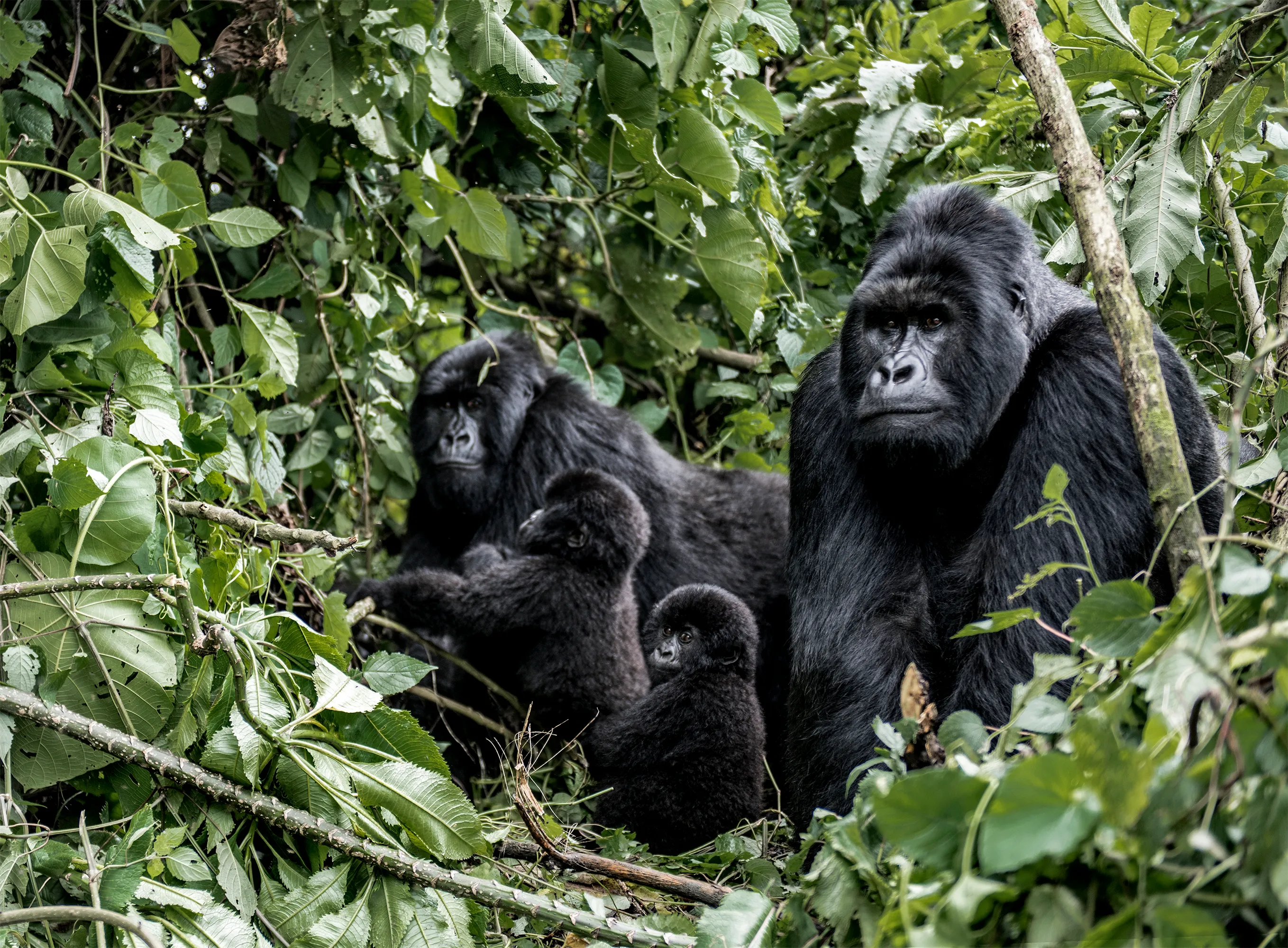 family of moutanis gorillas