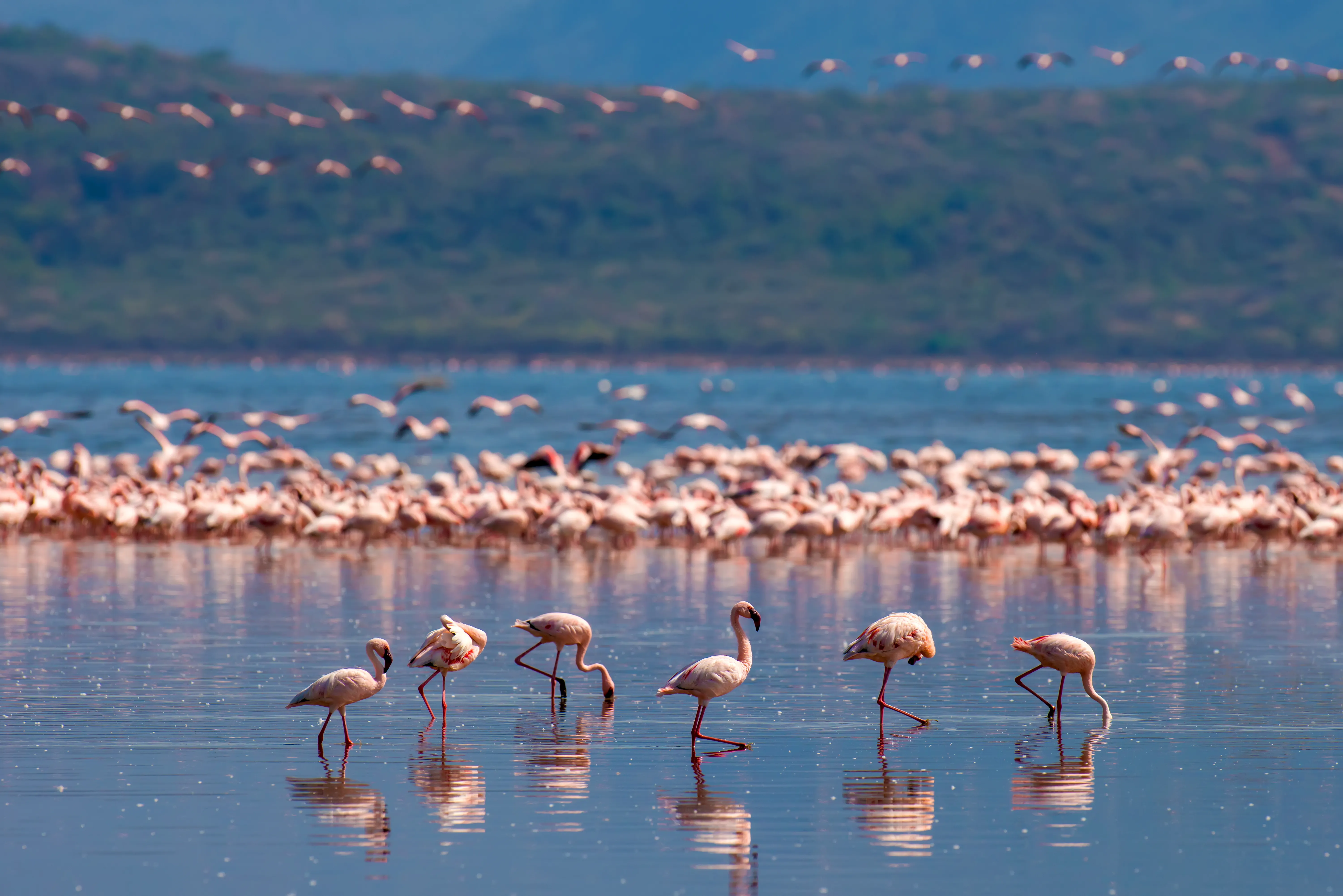 flamingos
