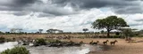 herd of zebras resting by a river serengeti