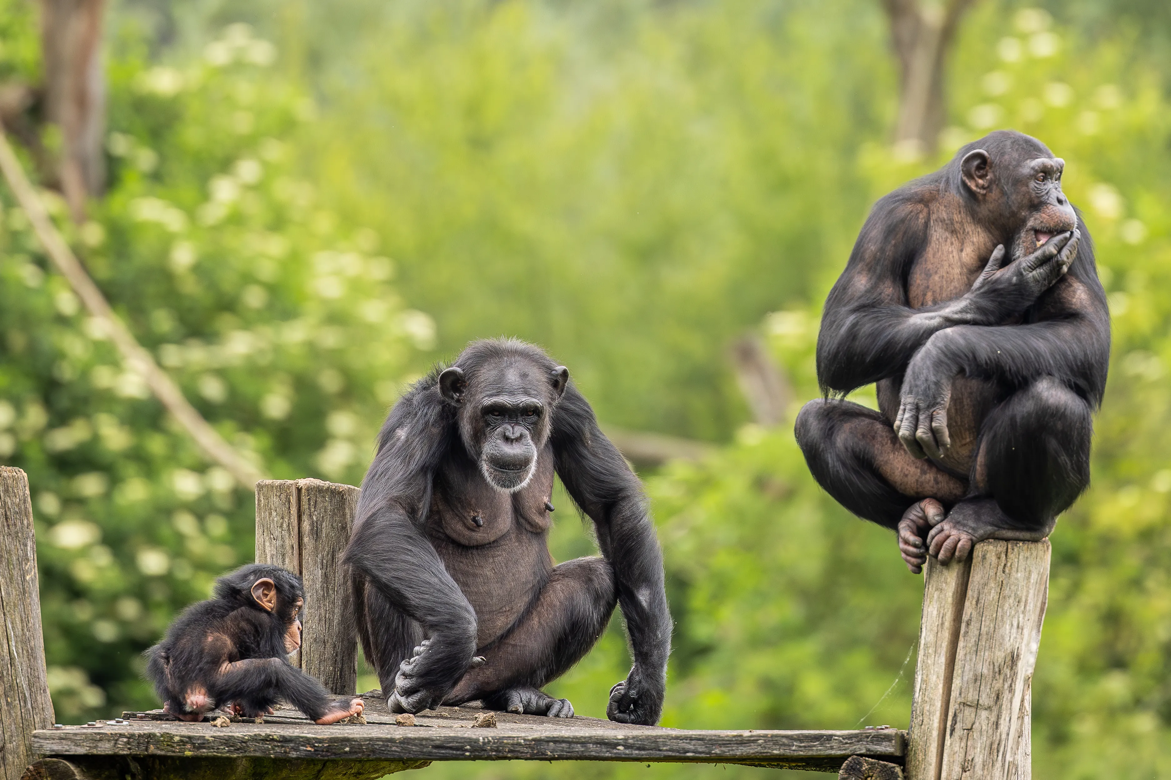 three chimpanzees on a wooden platform